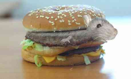 mňam...mouse hamburger :-)